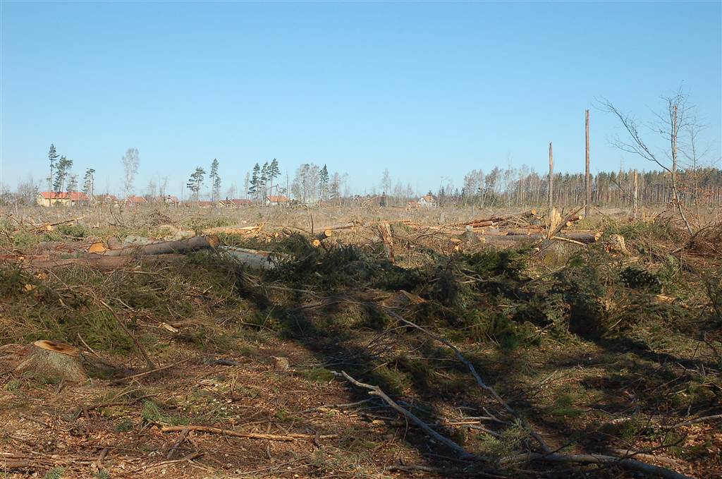 Efter stormen Per 2007 var det inte mycket kvar av svampskogen.